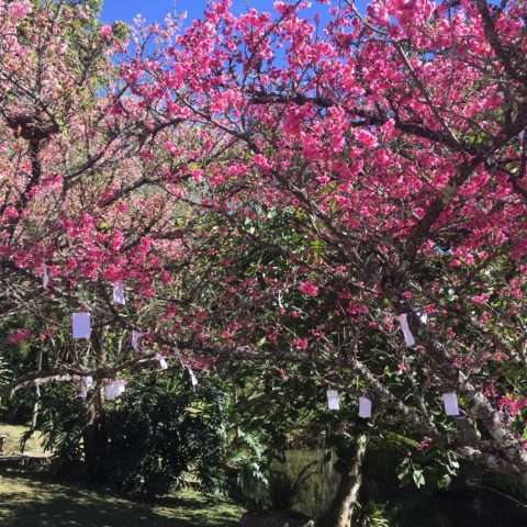 Festa da florada das cerejeiras. Foto divulgação. 