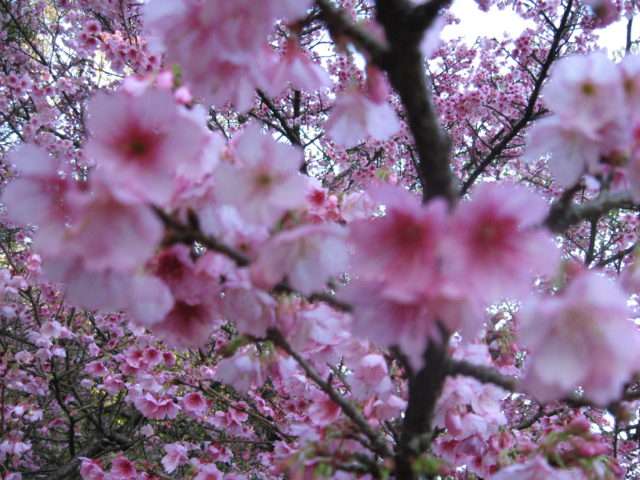 Festa da florada das cerejeiras. Foto divulgação. 