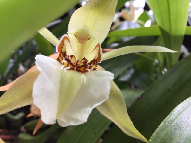 Paixões botânicas: as plantas de Burle Marx e as orquídeas de Ema Klabin. Foto divulgação. 