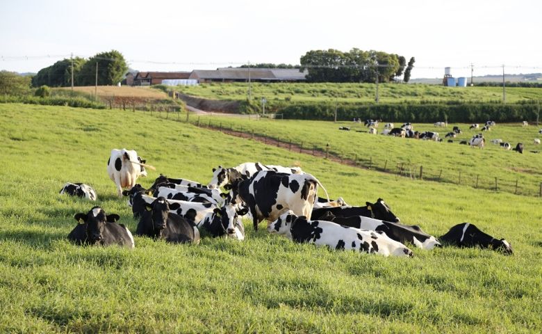 Sistema de monitoramento fazenda leiteira melhora gestão