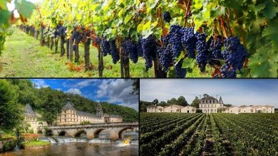 Paisagens das vinícolas na região de Bordeaux na França