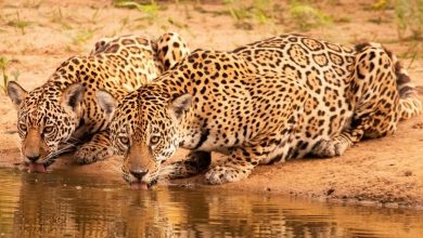 Pantanal revertem doações para a preservação de onças-pintadas