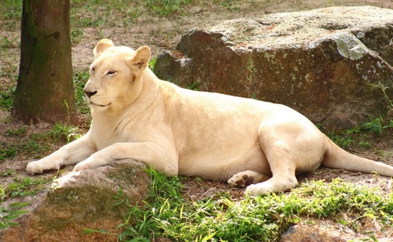Leões do Parque Beto Carrero são atendidos no ZooCare