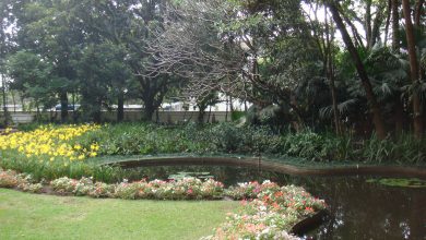 Jardim da Casa-Museu Ema Klabin projetado por Burle Marx. Foto:Acervo da Casa-Museu Ema Klabin